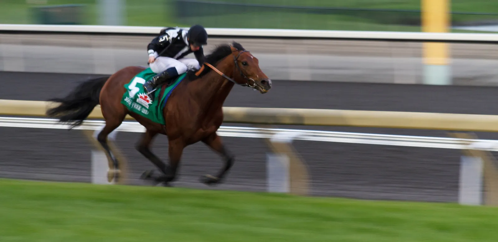 A Thoroughbred at full stride on the grass course, the rail blurred by speed